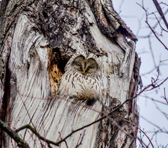 Длиннохвостая неясыть в ЦПКиО им. Кирова