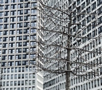 Человейники