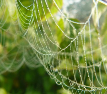 Паутинные бусы