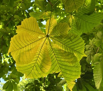 Каштановая паутинка