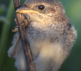 Обыкновенный жулан (Lanius collurio)