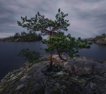 Фуэте, или Бонсай по-ладожски