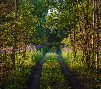 На неведомых дорожках