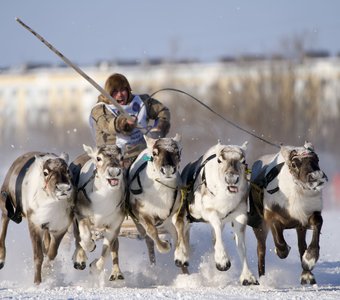 День оленевода