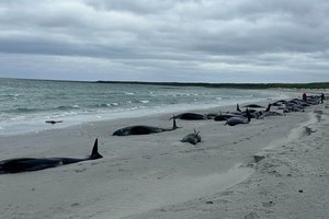 В Шотландии дельфины массово выбросились на берег – более 70 погибло