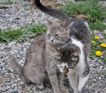 Кошачья любовь