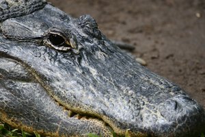 Мумии древнего крокодила сделали скан желудка и узнали страшную тайну