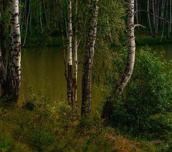 Лесное озеро