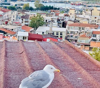 г. Стамбул. Турция