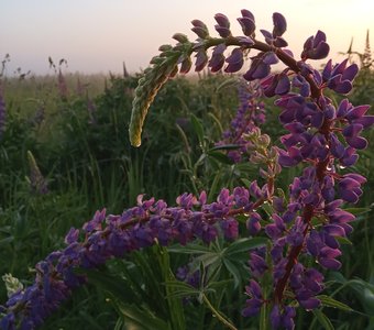 "Танец на рассвете"