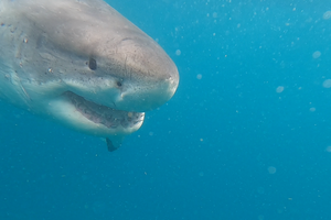 Ученые потеряли Мистера Бернса – знаменитую белую акулу