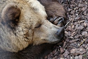 В Румынии уничтожат тысячу медведей после нападения на девушку