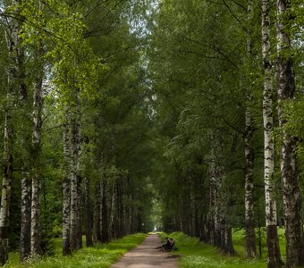 Павловский парк.