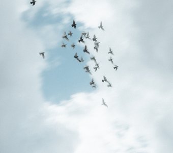 Голуби над Москвой