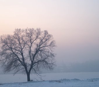 Одинокое дерево.