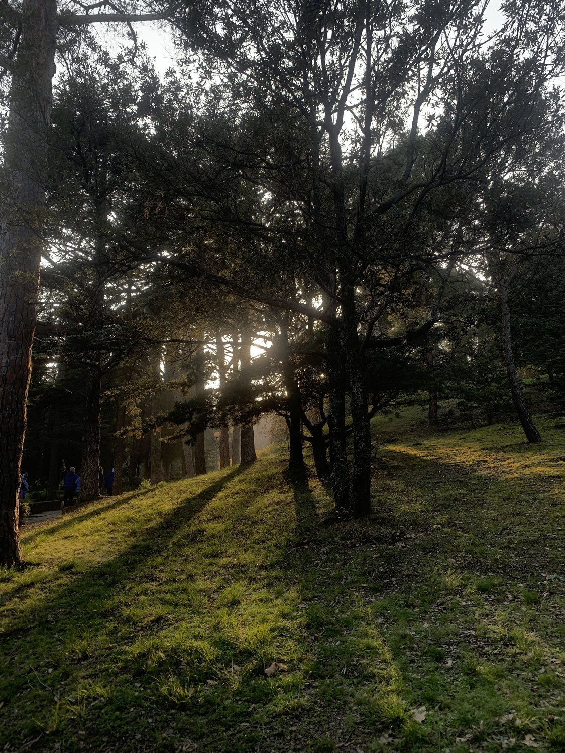 Солнечные лучи в Артеке