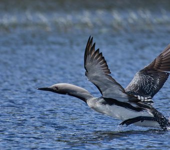 Чернозобая гагара