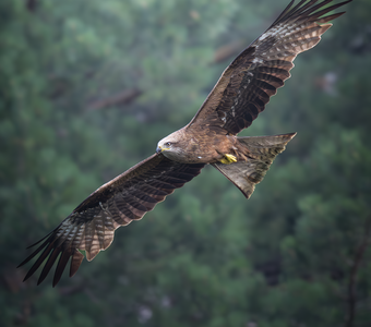 Черный коршун (Milvus migrans)