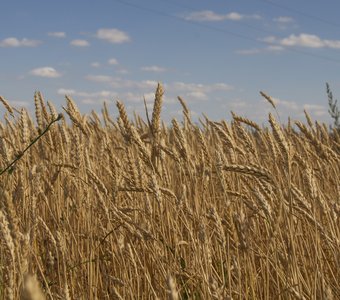 Родные просторы. Морозовские колоски