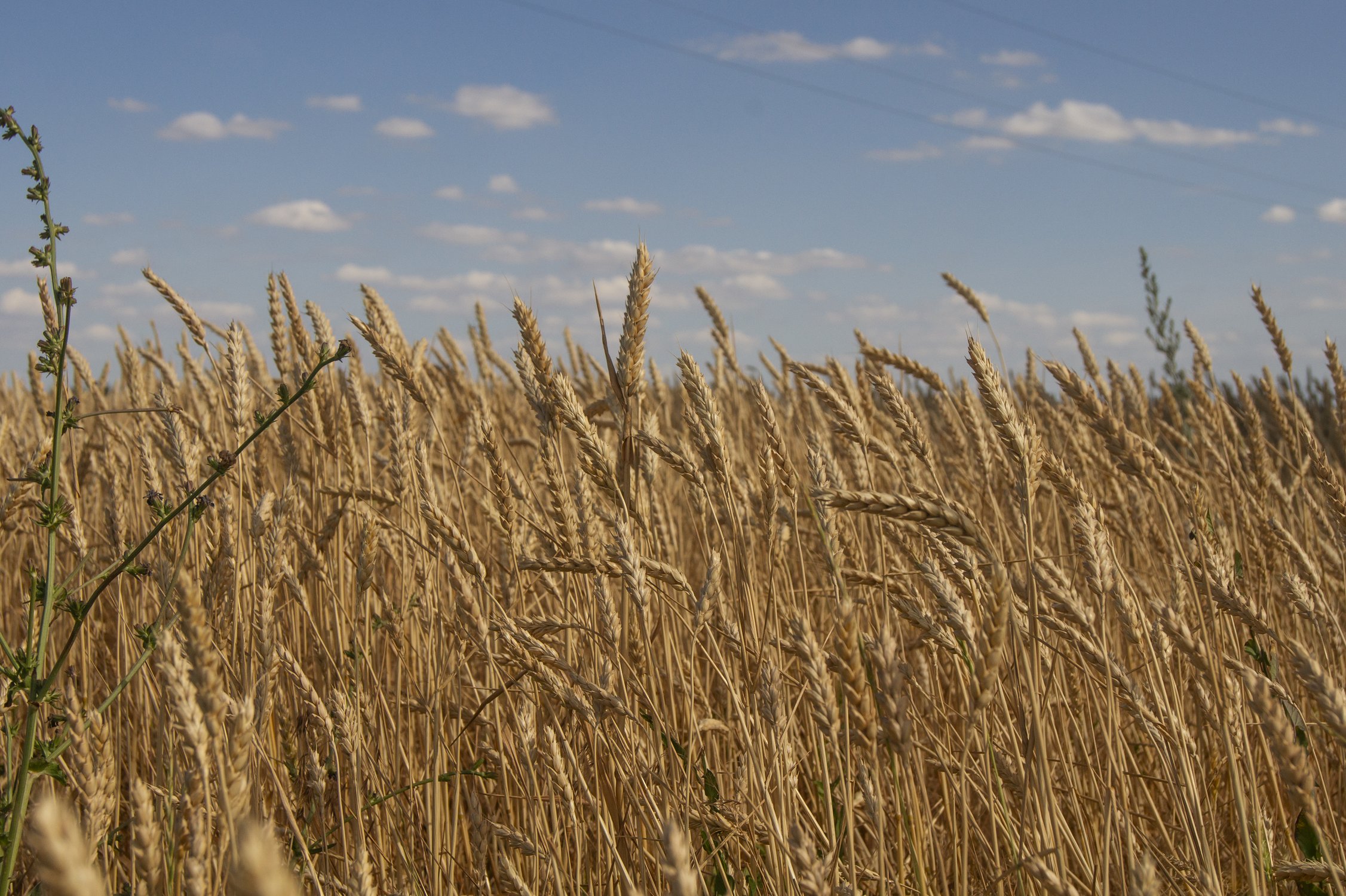 Родные просторы. Морозовские колоски