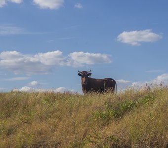 И что она тут забыла?