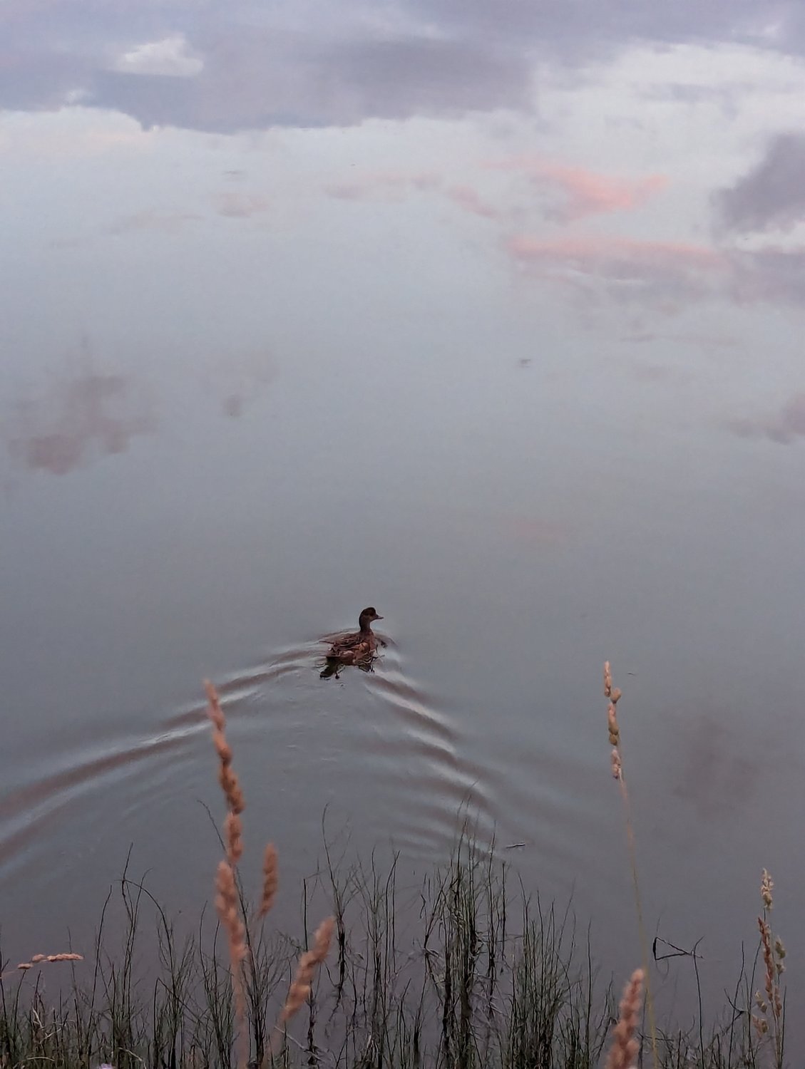 Плывущая утка на лесном озере. Летний вечер