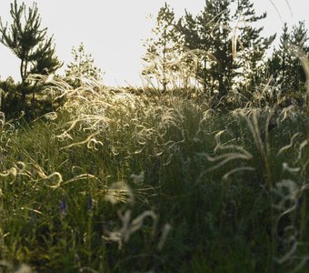 Кудрявая трава.