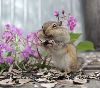 Столовая для бурундуков