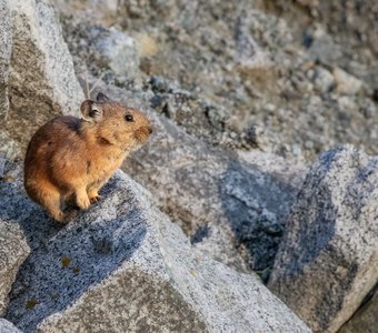 Алтайская пищуха