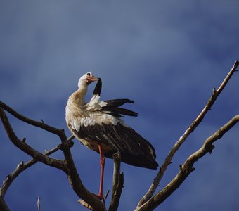 аист чистит перья