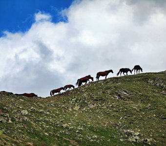 Лошади на перевале в Архызе