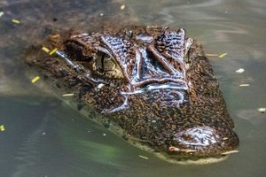 В Краснодарском крае в реке заметили крокодила