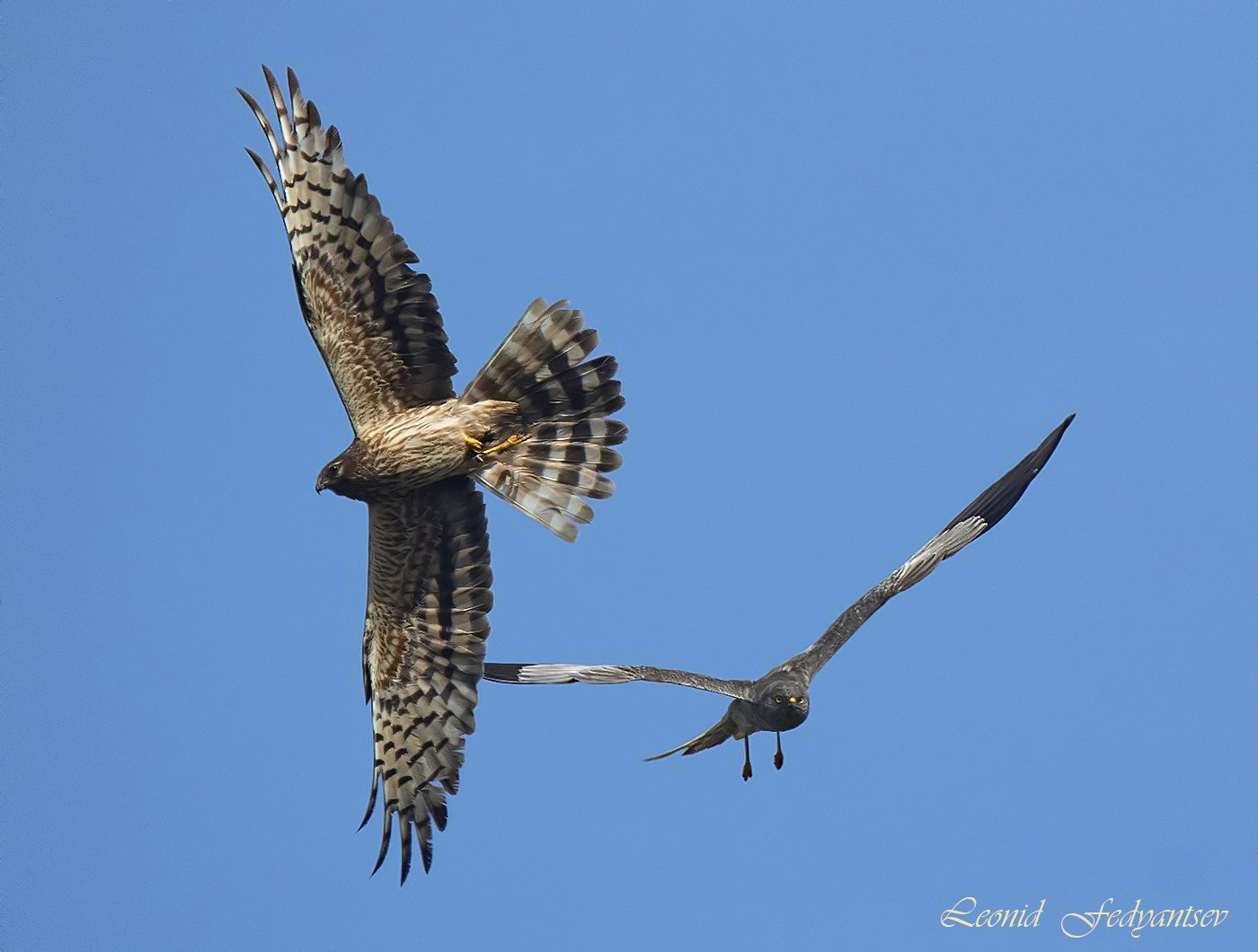 Чета Луговых луней