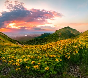 Желтый рододендрон на горе Бештау