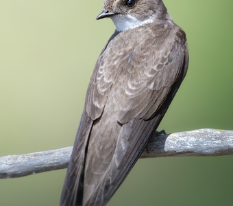 Береговушка (Riparia riparia)