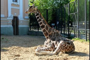 Знаменитый жираф Самсон умер в Московском зоопарке