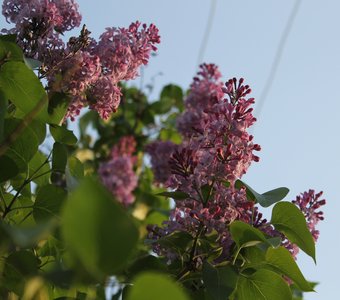 Апрельская сирень