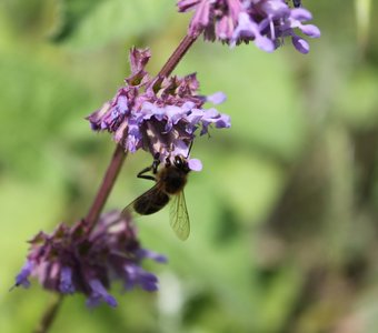 Сбор нектара