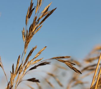 Золотистая рожь