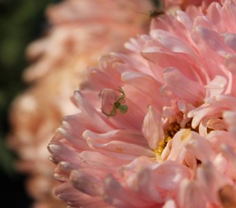 В ожидании добычи