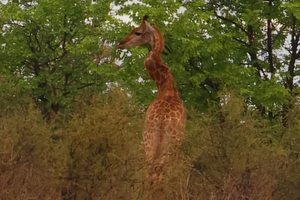 В Африке заметили жирафа с очень странной шеей