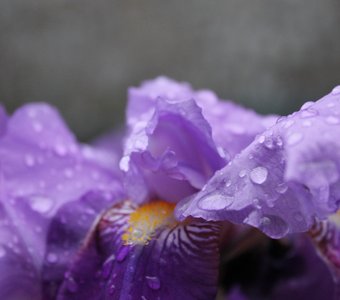 После дождя