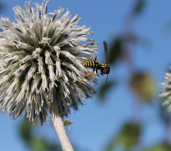 Любительница нектара