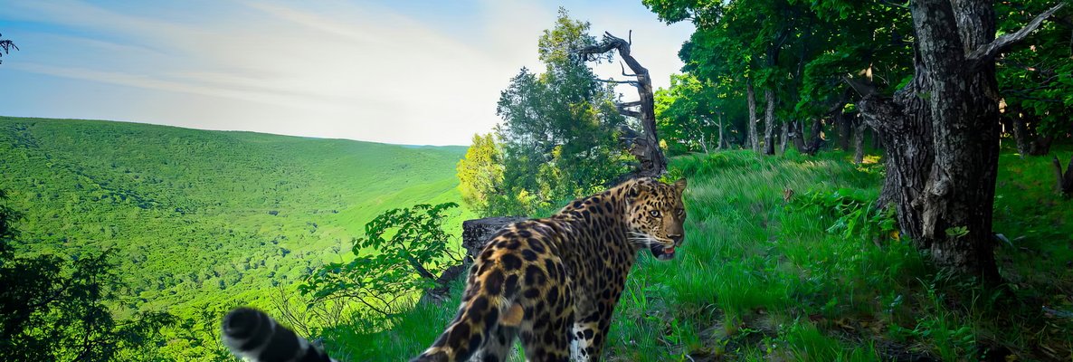 Знаменитый фотограф запечатлел редчайшего леопарда из Приморья