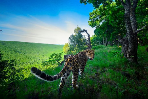 Знаменитый фотограф запечатлел редчайшего леопарда из Приморья
