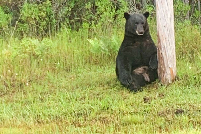 Фото: Walton County Sheriff