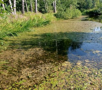 Забытая красота