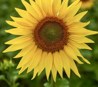 Солнечный цветок