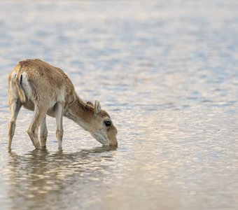 На водопое