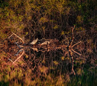 Зеркало природы